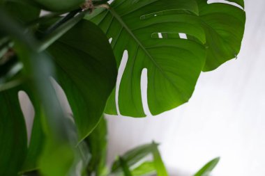 Beyaz arka planda yeşil bitki canavarı. 