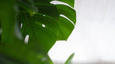 Beyaz arka planda yeşil bitki canavarı. 