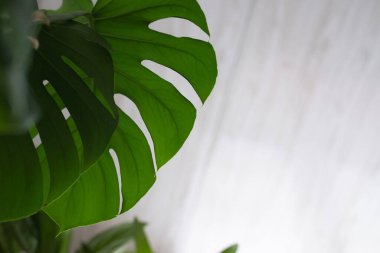 Beyaz arka planda yeşil bitki canavarı. 