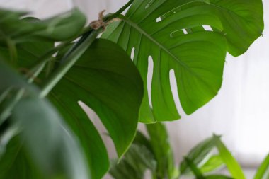 Beyaz arka planda yeşil bitki canavarı. 