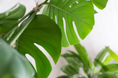 Beyaz arka planda yeşil bitki canavarı. 