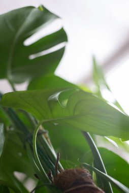 Beyaz arka planda yeşil bitki canavarı. 