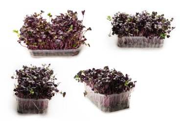 Beyaz arka planda izole edilmiş plastik kasede taze kohlrabi filizleri..