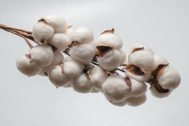 Beyaz arka planda pamuk dalı izole edilmiş. Üst görünüm. 