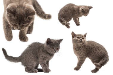 İngiliz kısa hava kedisi beyaz arka planda izole edilmiş bir şekilde yukarı bakıyor. 