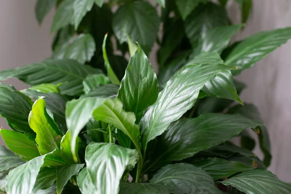 Green Plant Pot Home Plant — Stock Photo, Image