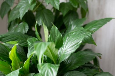 Pencere kenarındaki saksılarda çiçekler