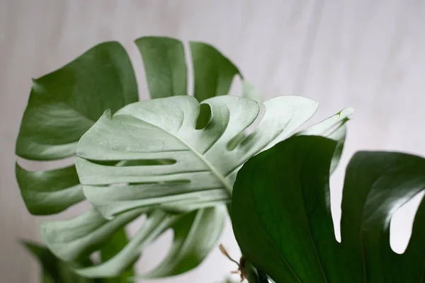 白い背景に緑の植物の怪物 — ストック写真