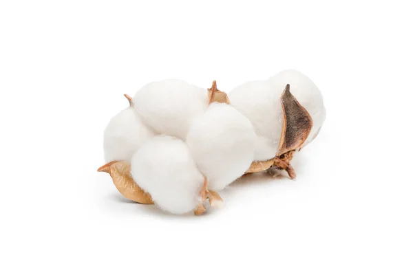 Beyaz arka planda pamuk dalı izole edilmiş. Üst görünüm. 