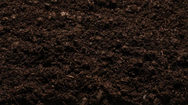 Black Land Plant Background Top View — Stock Photo, Image