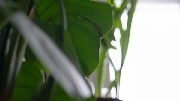 白い背景に緑の植物の怪物 — ストック写真