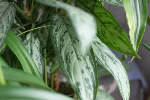 鍋に緑の植物 ホームプラント — ストック写真