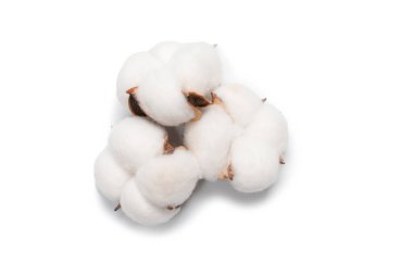 Beyaz arka planda pamuk dalı izole edilmiş. Üst görünüm. 