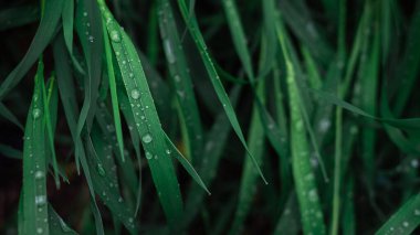 Arka planda yağmur damlaları olan yeşil çimenler. Üst görünüm. 