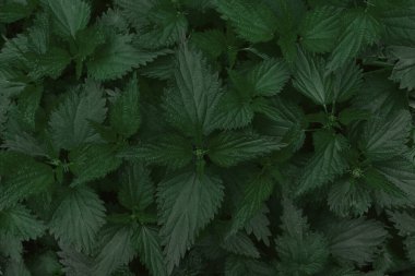 Arka plan olarak taze ısırgan otu yaprakları. Üst görünüm. 