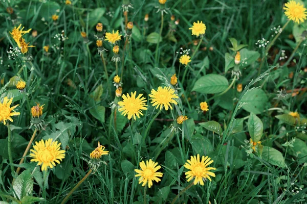 Grön Gas Och Blommor Bakgrund — Stockfoto