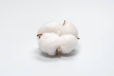 Beyaz arka planda pamuk dalı izole edilmiş. Üst görünüm. 
