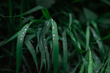 Arka planda yağmur damlaları olan yeşil çimenler. Üst görünüm. 