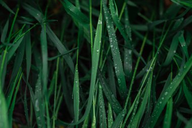 Arka planda yağmur damlaları olan yeşil çimenler. Üst görünüm. 