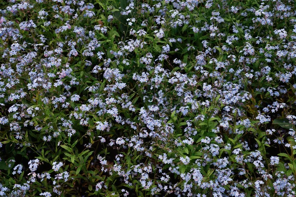 Violet Flowers Green Grass Background Top View — Stockfoto