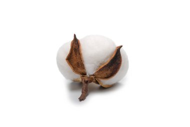 Beyaz arka planda pamuk dalı izole edilmiş. Üst görünüm. 