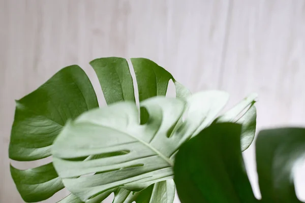 Planta Verde Monstera Sobre Fondo Blanco — Foto de Stock