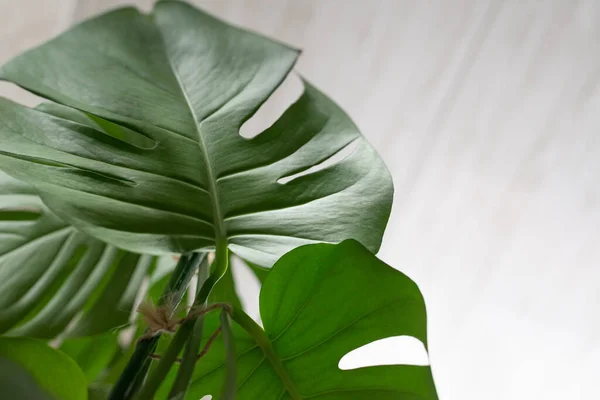 白い背景に緑の植物の怪物 — ストック写真