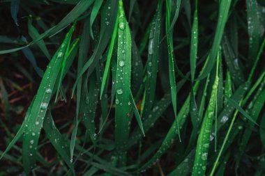 Arka planda yağmur damlaları olan yeşil çimenler. Üst görünüm. 