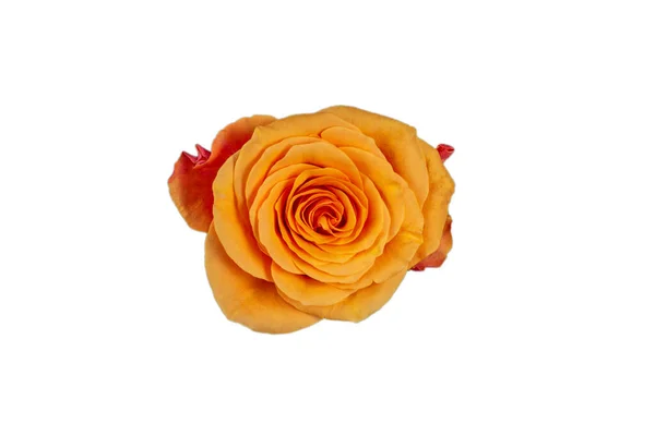 Orange Rose Isolated White Background Top View — Stock Photo, Image