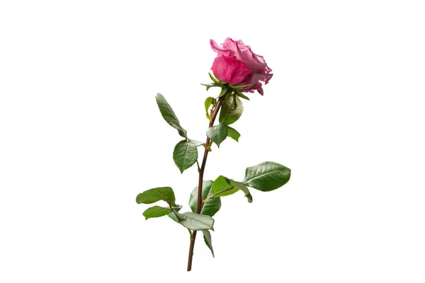 Pink Rose Izolowane Białym Tle — Zdjęcie stockowe