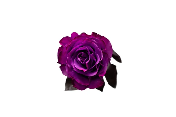 Purple Rose Isolated White Background Top View — Stock Photo, Image