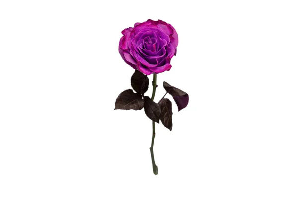 Fioletowa Róża Odizolowana Białym Tle Widok Góry — Zdjęcie stockowe