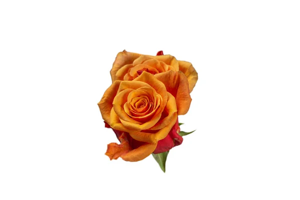 Pomarańczowa Róża Białym Tle Widok Góry — Zdjęcie stockowe