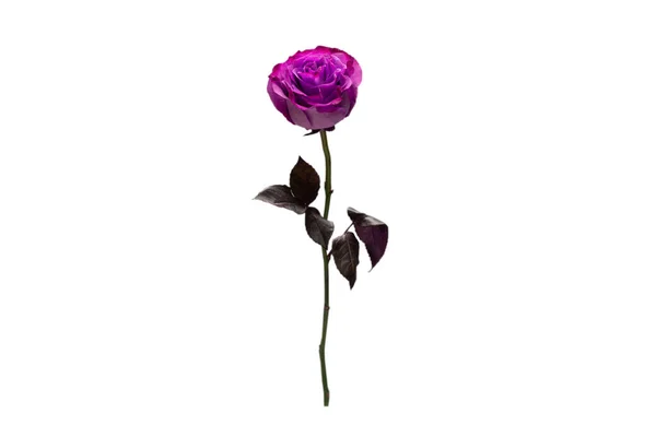 Rosa Viola Isolata Fondo Bianco Vista Dall Alto — Foto Stock