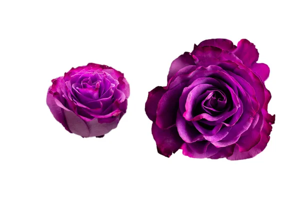 Mor gül beyaz arka planda izole edilmiş. Üst görünüm. 