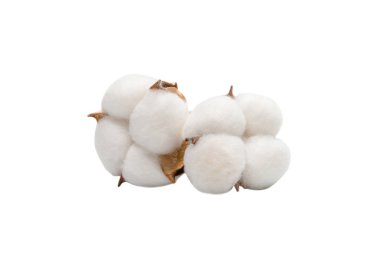 Beyaz arka planda pamuk dalı izole edilmiş. Üst görünüm. 