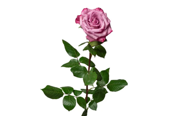 Pink Rose Izolowane Białym Tle — Zdjęcie stockowe