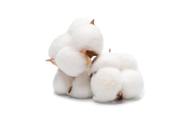 Beyaz arka planda pamuk dalı izole edilmiş. Üst görünüm. 