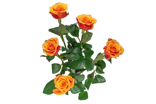 Помаранчева Троянда Ізольована Білому Тлі Вид Зверху — стокове фото