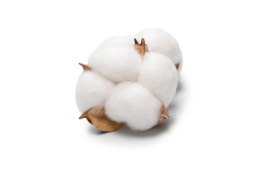 Beyaz arka planda pamuk dalı izole edilmiş. Üst görünüm. 