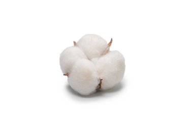 Beyaz arka planda pamuk dalı izole edilmiş. Üst görünüm. 