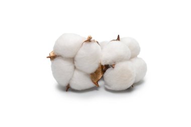 Beyaz arka planda pamuk dalı izole edilmiş. Üst görünüm. 