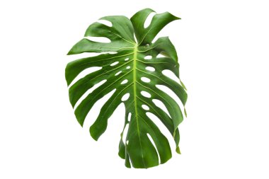 Yeşil bitki canavarı beyaz arka planda izole edilmiş.. 