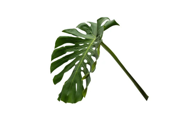 Plante Verte Monstera Isolée Sur Fond Blanc — Photo