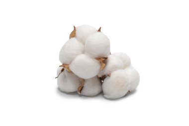 Beyaz arka planda pamuk dalı izole edilmiş. Üst görünüm. 