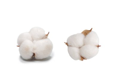 Beyaz arka planda pamuk dalı izole edilmiş. Üst görünüm. 