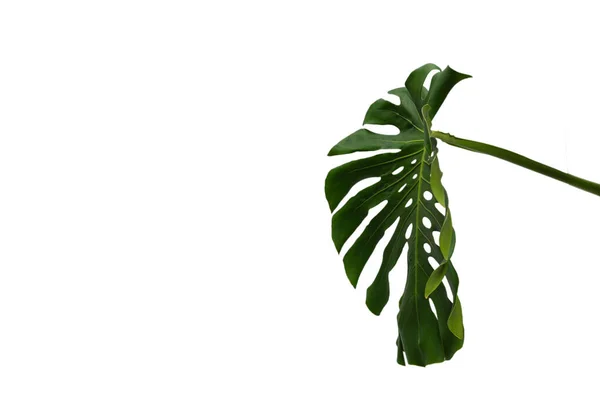 Monstera Planta Verde Isolado Fundo Branco — Fotografia de Stock