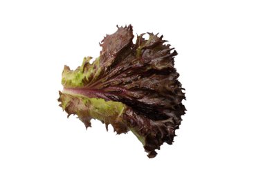 Beyaz arka planda izole edilmiş taze mor salata. Üst görünüm. 