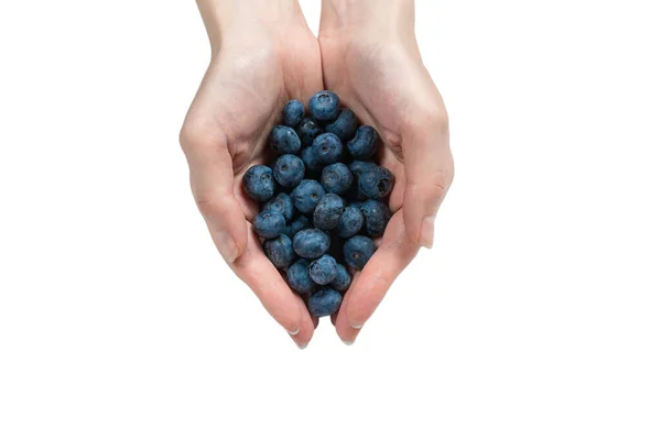 Bluepberry Kept Woman Hands Isolated White Background Top View — Stock Photo, Image