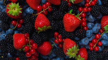 Blackberry, ahududu, yabanmersini, fonda kırmızı frenk üzümü. Üst görünüm. 